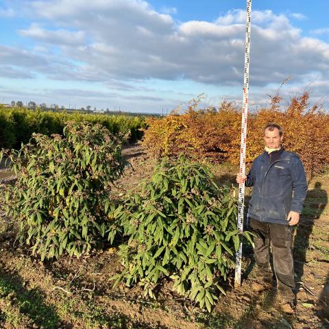 Viburnum rhytidophyllum